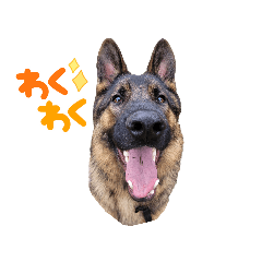 Summer & Dio (German Shepherd)
