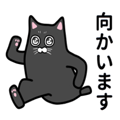 Human black cat