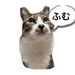 ウチのねこと男子