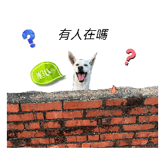 狗狗小娃的日常