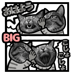 キジトラ猫BIG 10(あいさつ)