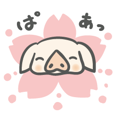 Flower blooming pooh-chan