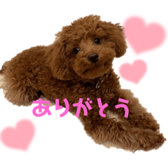 an chan poodle