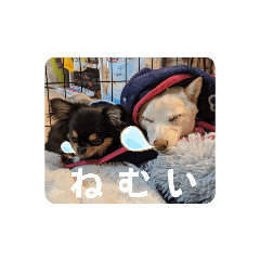 Chisa_20230317005650