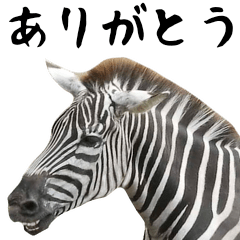A zebra moves