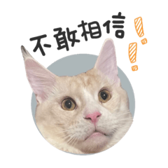 辛巴是隻緬因