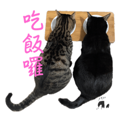 阿啾阿仔meow