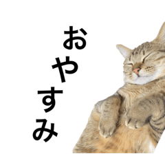 ふじぽぽみつお6