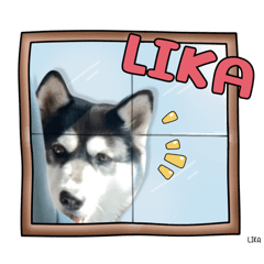 Lika dog spirit