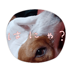 kaede_20230318103840