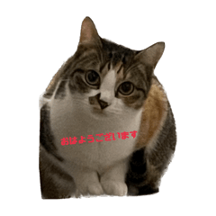 fu_natsu_20230317200404