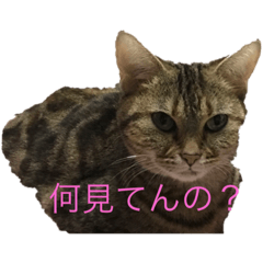ikkun1985_20230317183716