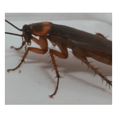 My Cockroach 2