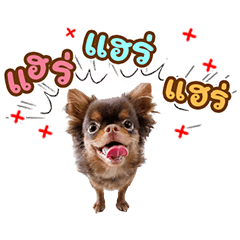 CindyluvDog