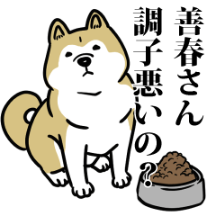 善春リスペクト（プラチナ）