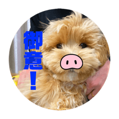 omochi_20230318200928