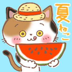 Calico Cat MIKE chan in Summer