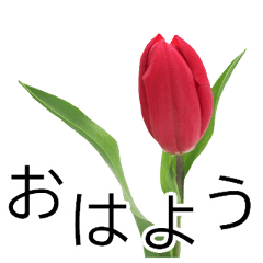 *Flower* Tulip