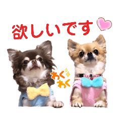 Chihuahua daily conversation