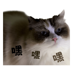 Alpha&Koala諧星團體2.0