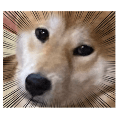 shiba_20230319175655