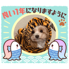 ウチのチワプー2