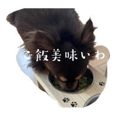 kaichanxdog