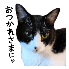 My cat "Mu-chan" Live-action version 4