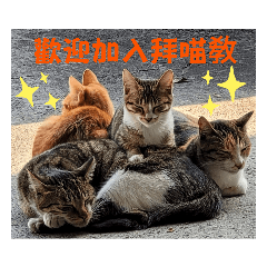 喵喵敎小伙伴