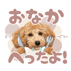 mugichan_toypoodle