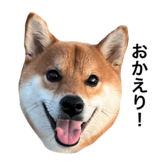 Shiba Inu_20230321101134