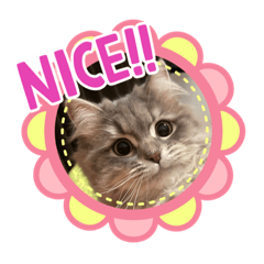 Alice_20230321101220