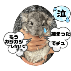 mayumin_20230320204638 - Stiker LINE | LINE STORE