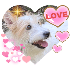 Jack Russell Terrier Greeting Sticker 8