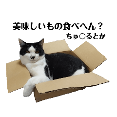 Bicolor cat "Hachi" part3