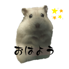 Kotarou_Hamster_2