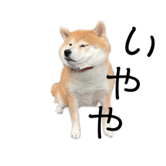 shibainu KINAKO's life