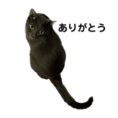 ruru_20230322135201