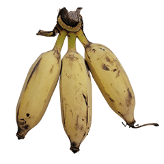 Food Series : Three Plantain Brothers