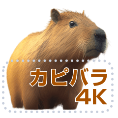 Capybara 4K