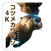 small-clawed otter 4K
