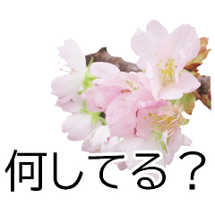 *花*桜