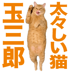 Bold cat TAMASABUROU