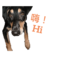 小狗土狗