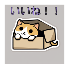 Cat in the box! Meow meow