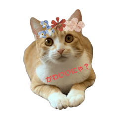 ayapico_20230323125350