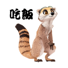 Taiwan cute meerkat