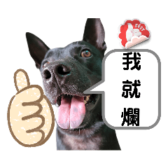 Taiwan Dog ridicule