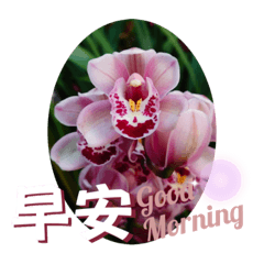 蘭英阿嬤的問候