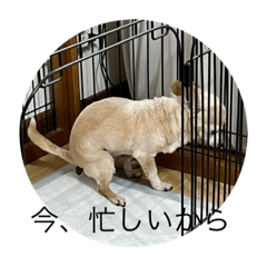 icchan_20230323200150